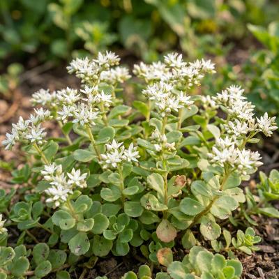 Woodland Stonecrop (Sedum ternatum)