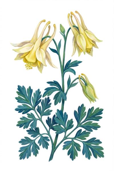 Yellow Columbine 'Corbett' (Aquilegia canadensis 'Corbett')