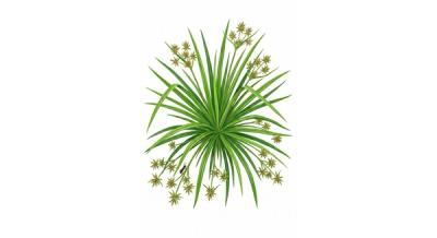 Eastern Star Sedge (Carex radiata), colorful illustration