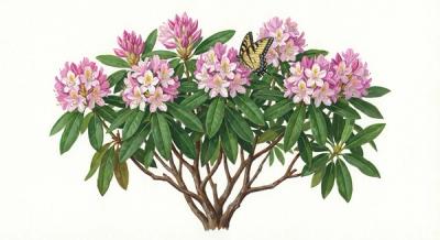 Rosebay Rhododendron (Rhododendron maximum), colorful illustration