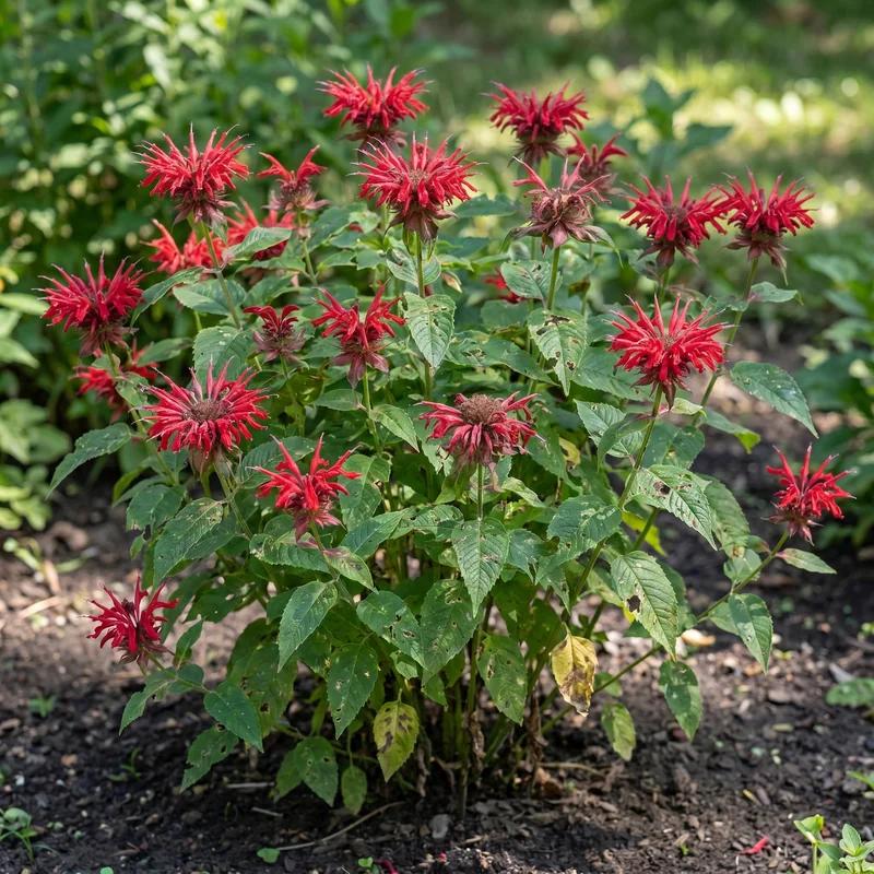 Beebalm