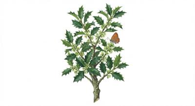 American Holly (Ilex opaca), colorful illustration