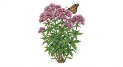 3-Nerve Joe-Pye Weed (Eutrochium dubium), colorful illustration