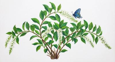 Virginia Sweetspire (Itea virginica), colorful illustration