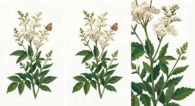 Meadowsweet (Spiraea latifolia), colorful illustration