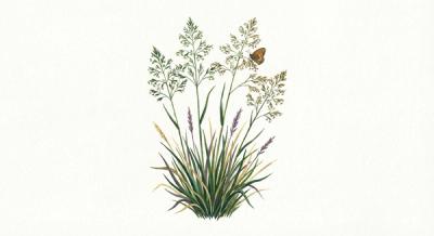 Tufted Hair Grass (Deschampsia caespitosa), colorful illustration
