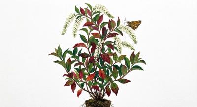 Henry's Garnet Sweetspire (Itea virginica 'Henry's Garnet'), colorful illustration