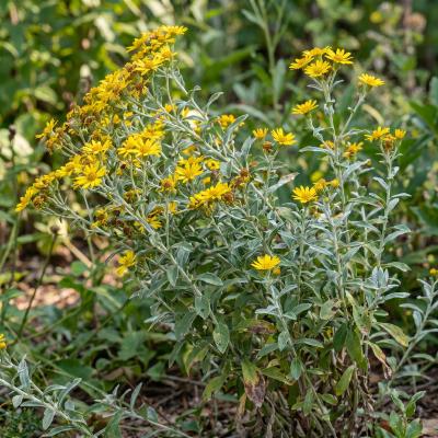 Maryland Golden Aster (Chrysopsis mariana)