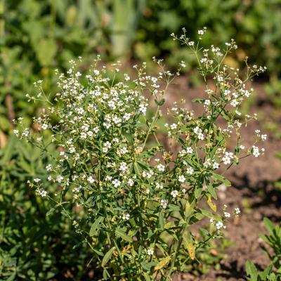 Flowering Spurge (Euphorbia corollata)