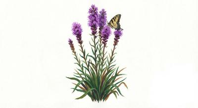 Grass-leaved Blazing Star (Liatris pilosa), colorful illustration