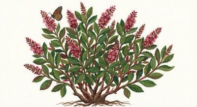 Red Summersweet 'Ruby Spice' (Clethra alnifolia 'Ruby Spice'), colorful illustration