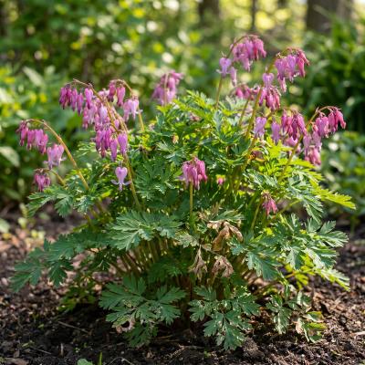 Wild Fringed Bleeding Heart (Dicentra eximia)