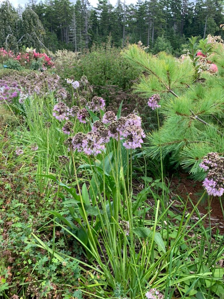 Nodding Onion, additional view