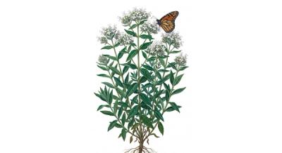 Torrey's Mountain Mint (Pycnanthemum torreyi), colorful illustration