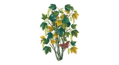 Striped Maple (Acer pensylvanicum), colorful illustration