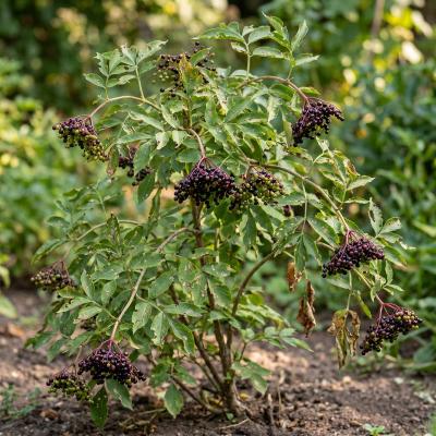 Elderberry (Sambucus canadensis)