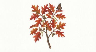 Scarlet Oak (Quercus coccinea), colorful illustration