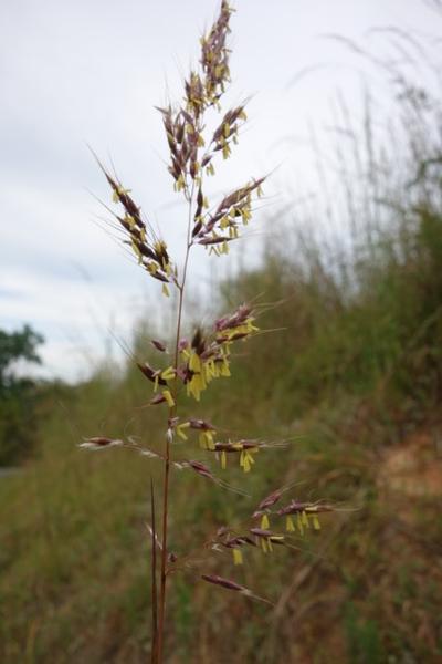 Indian Grass (Sorghastrum nutans)