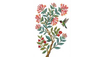 Coral Honeysuckle (Lonicera sempervirens), colorful illustration