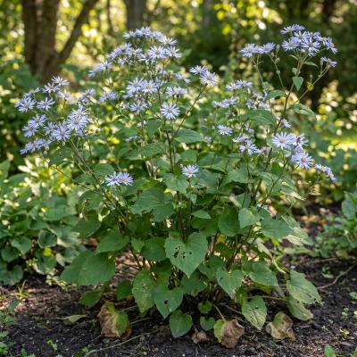 Blue Wood Aster (Symphyotrichum cordifolium)