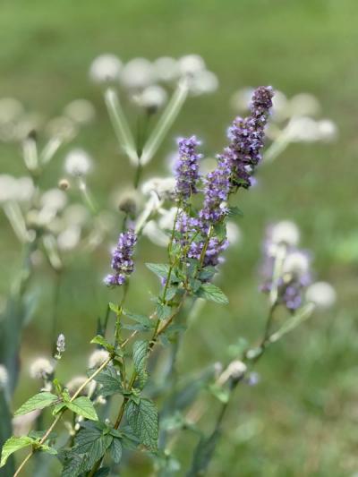Giant Blue Hyssop (Agastache foeniculum)