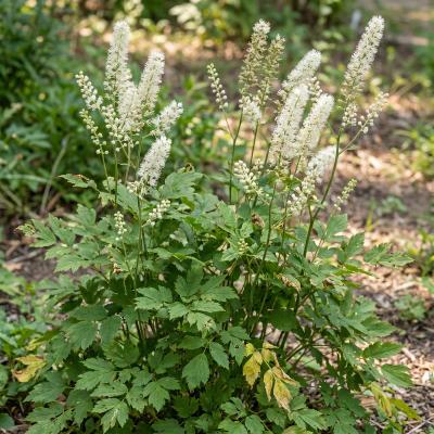 Black Cohosh (Actaea racemosa)