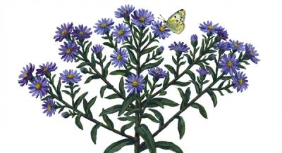 Aromatic Aster (Symphyotrichum oblongifolium), colorful illustration