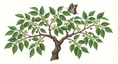 Hackberry (Celtis occidentalis), colorful illustration
