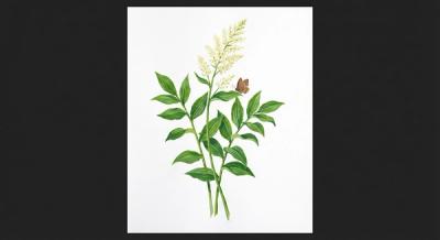 Solomon's Plume (Maianthemum racemosum), colorful illustration