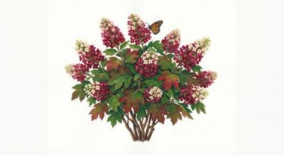 Dwarf Oakleaf Hydrangea 'Ruby Slippers' (Hydrangea quercifolia 'Ruby Slippers'), colorful illustration