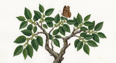 Dwarf Hackberry (Celtis tenuifolia), colorful illustration