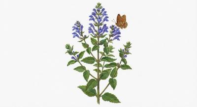 Downy Skullcap (Scutellaria incana), colorful illustration