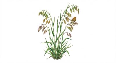 Slender Wood Oats (Chasmanthium laxum), colorful illustration