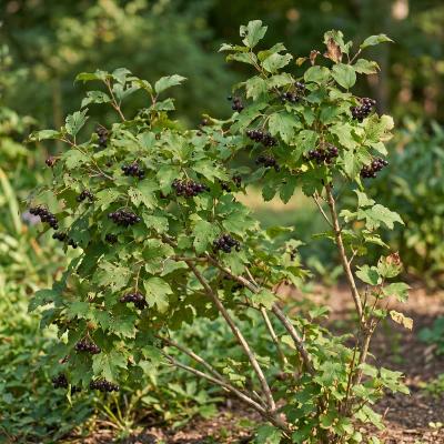 Mapleleaf Viburnum (Viburnum acerifolium)