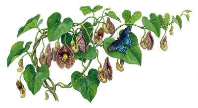 Dutchman's Pipe (Aristolochia macrophylla (durior)), colorful illustration