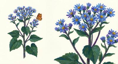 Blue Wood Aster (Symphyotrichum cordifolium), colorful illustration