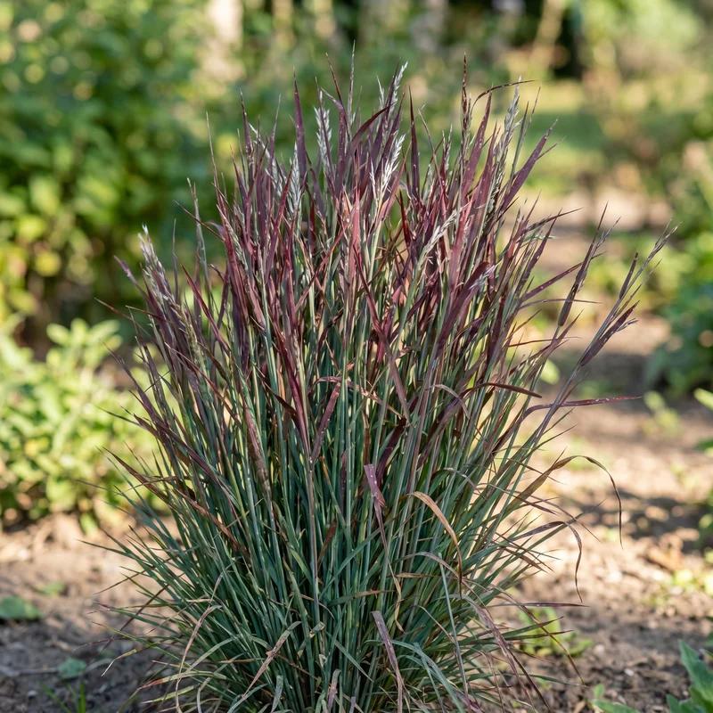 Little Bluestem 'Standing Ovation'
