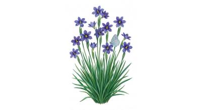 Blue-eyed Grass 'Lucerne' (Sisyrinchium angustifolium 'Lucerne'), colorful illustration