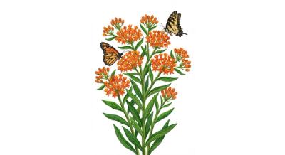 Butterfly Weed (Asclepias tuberosa), colorful illustration