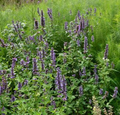 Giant Blue Hyssop (Agastache foeniculum)