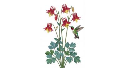 Wild Columbine (Aquilegia canadensis), colorful illustration