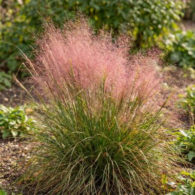Pink Muhly Grass (Muhlenbergia capillaris)