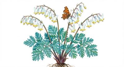 Dutchman's Breeches (Dicentra cucullaria), colorful illustration