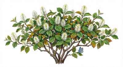 Mt. Airy Fothergilla (Fothergilla major 'Mt. Airy'), colorful illustration