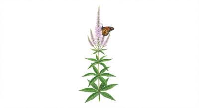 Culver's Root 'Lavendar Towers' (Veronicastrum virginicum 'Lavendar Towers'), colorful illustration