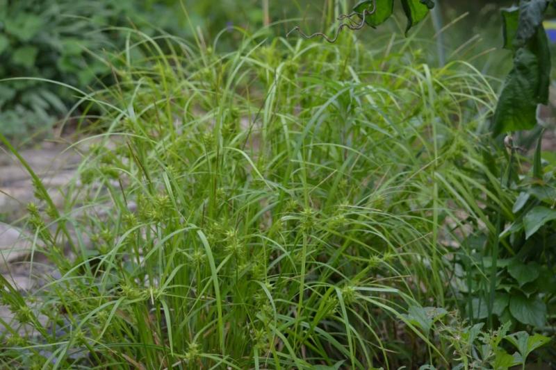 Gray's Sedge