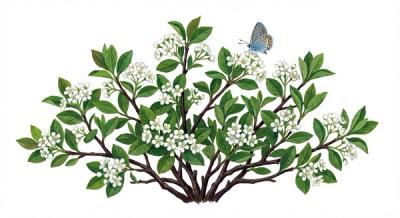 Low Scape Mound Chokeberry (Aronia melanocarpa 'Low Scape Mound'), colorful illustration