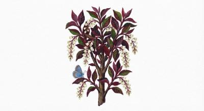 Red Chokecherry (Prunus virginiana 'Canada Red'), colorful illustration