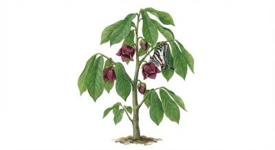 Paw Paw (Asimina triloba), colorful illustration