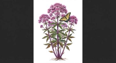 Spotted Joe-Pye Weed (Eutrochium fistulosum), colorful illustration